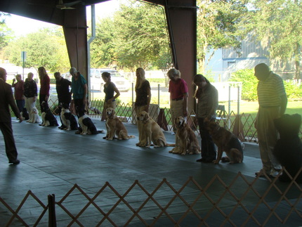Dog training in jacksonville Florida